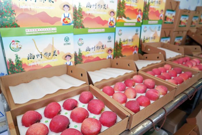 陕西彬州 聚力发展苹果产业，全面助推电商品牌，撑起群众致富蓝天